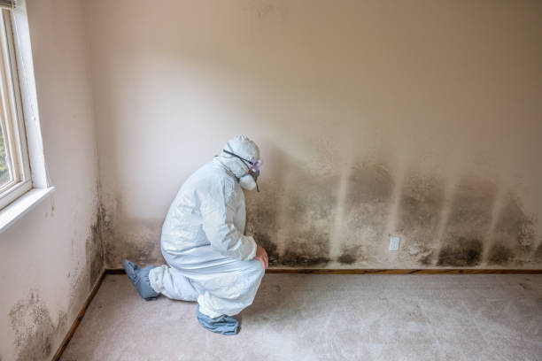 Best Attic Mold Remediation in USA